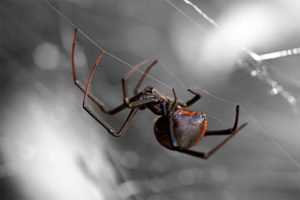 A Black Widow Spider hangs from a web outside a house in Menifee, California.