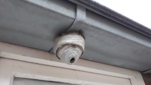Wasp nest attached to side of house in Menifee, California